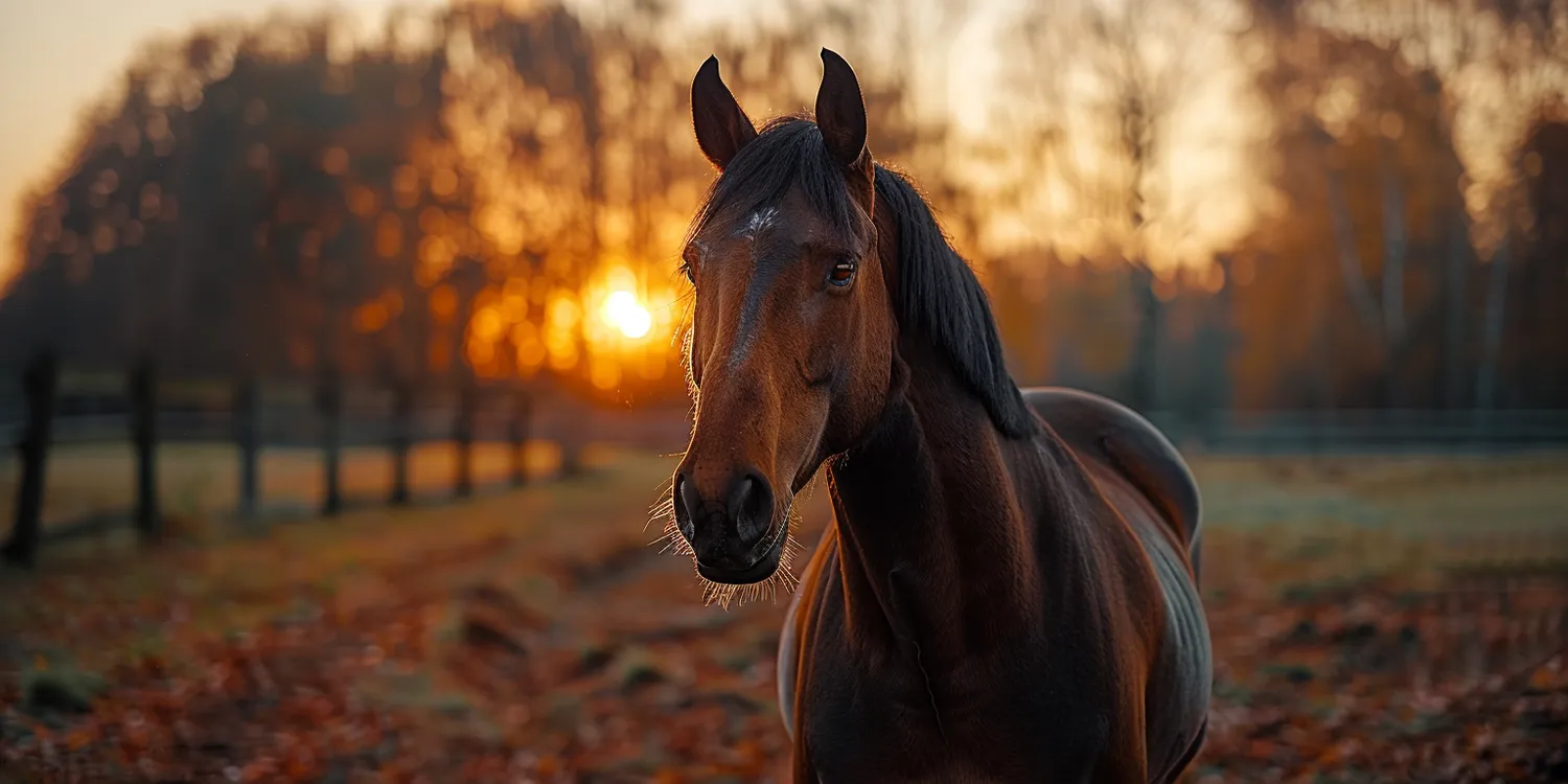 Pożegnanie ze zwierzakami - tylko w krematoriach dla zwierząt